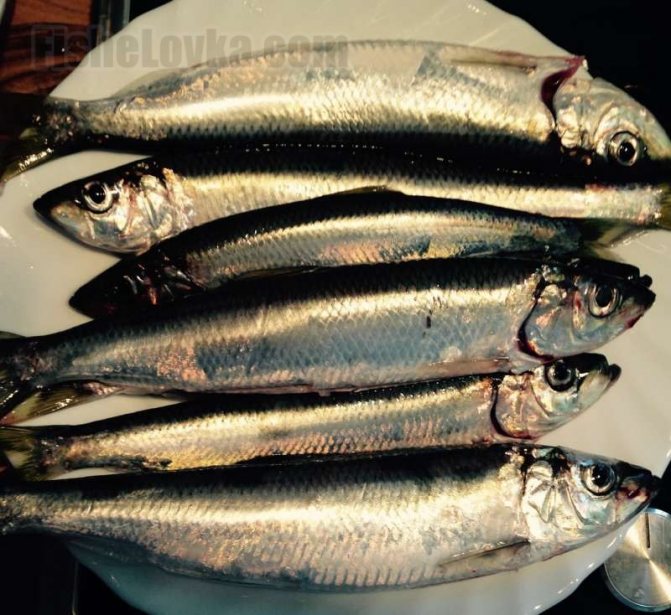 Салака – образ жизни и особенности ловли замечательной представительницы сельдевых рыб