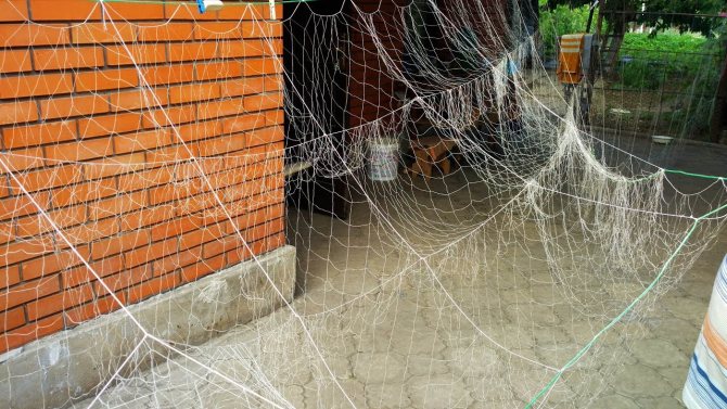 Сеть Рамовая Фото