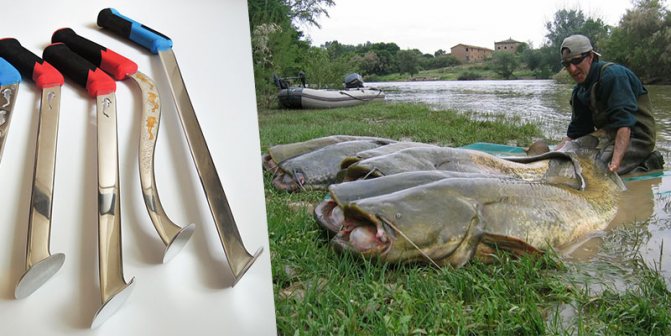 Сом на квок