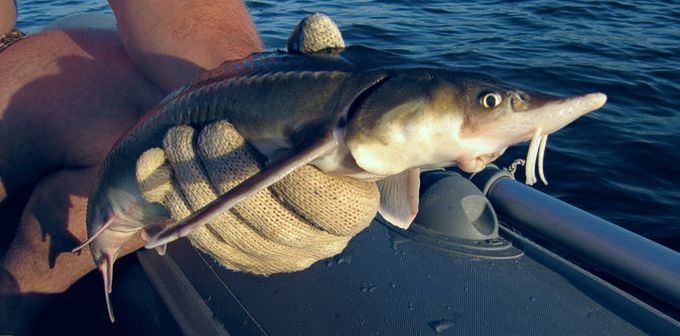 Стерлядь в руках