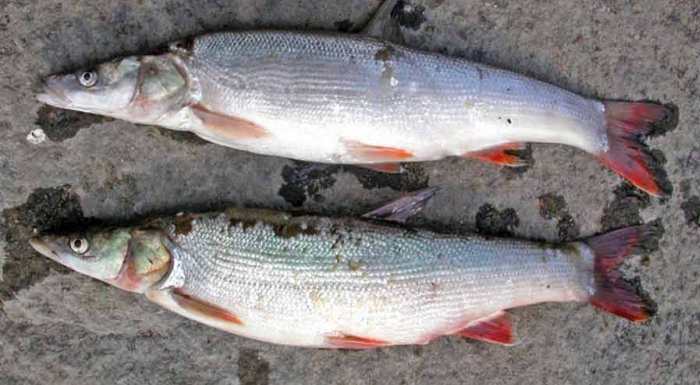 Свежий улов