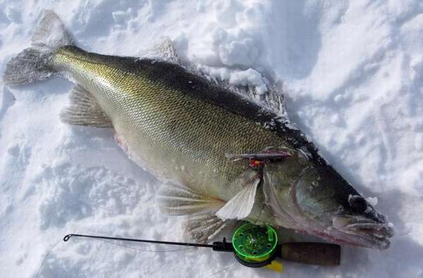 удильник и рыба