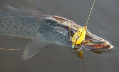 Удобная лягушка-незацепляйка для ловли щуки. Как поймать рыбу на приманку?