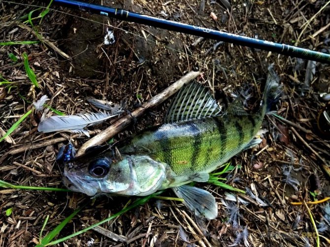 Вне времени. Обзор спиннинга Black Hole Classic S-240