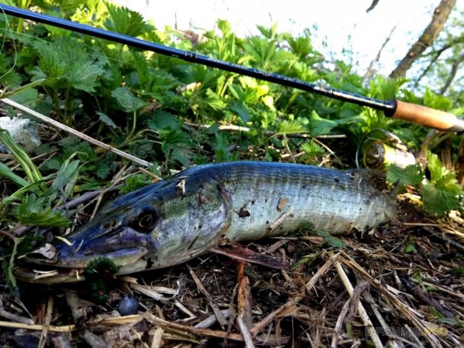 Вне времени. Обзор спиннинга Black Hole Classic S-240