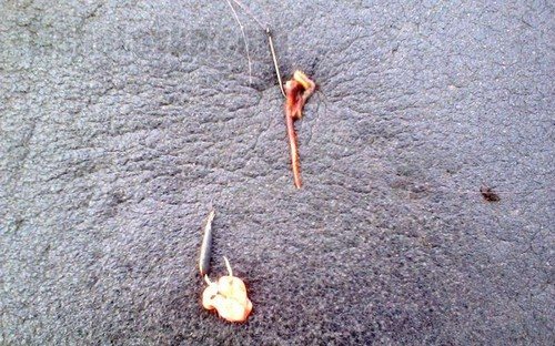 Вверху крючок с червем, внизу блесенка с мясом.