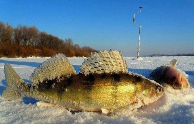 Зимний судак. Где искать и как поймать? Советы зимним рыболовам.