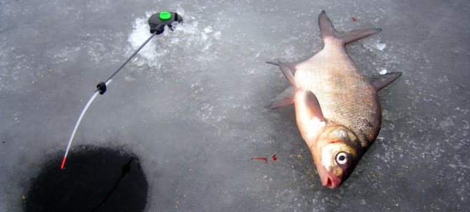 Зимняя рыбалка на подлещика