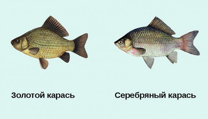 Золотой и серебряный карась